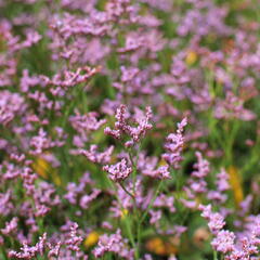 Limonka Gmelinova 'Dazzle Rocks' - Limonium gmelinii 'Dazzle Rocks'