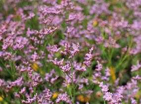 Limonka Gmelinova 'Dazzle Rocks' - Limonium gmelinii 'Dazzle Rocks'