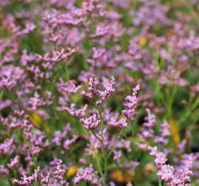 Limonka Gmelinova 'Dazzle Rocks' - Limonium gmelinii 'Dazzle Rocks'