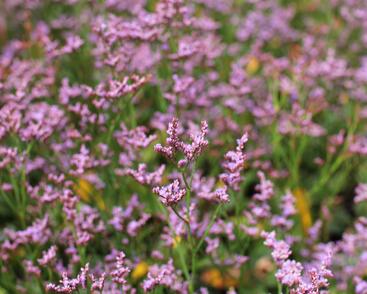 Limonka Gmelinova 'Dazzle Rocks'