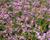 Limonka Gmelinova 'Dazzle Rocks'