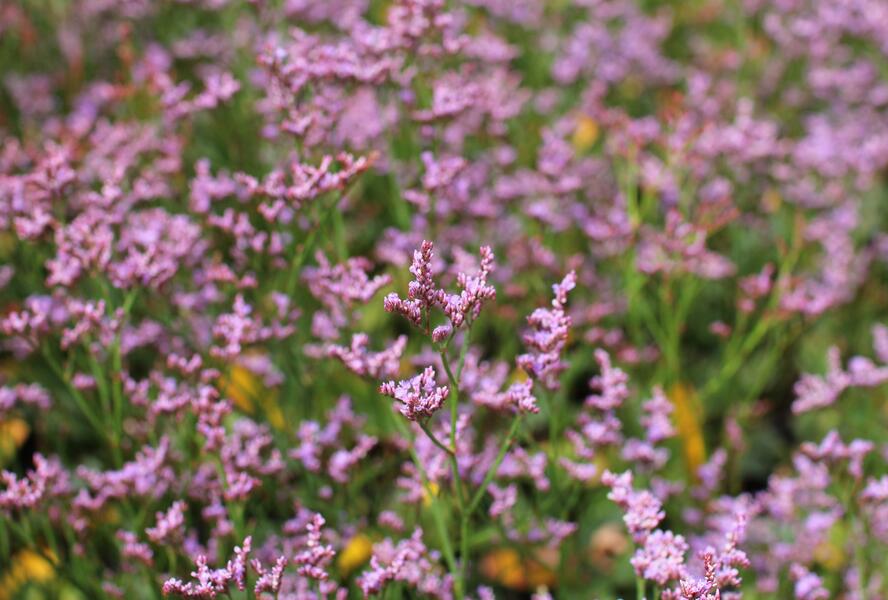 Limonka Gmelinova 'Dazzle Rocks' - Limonium gmelinii 'Dazzle Rocks'