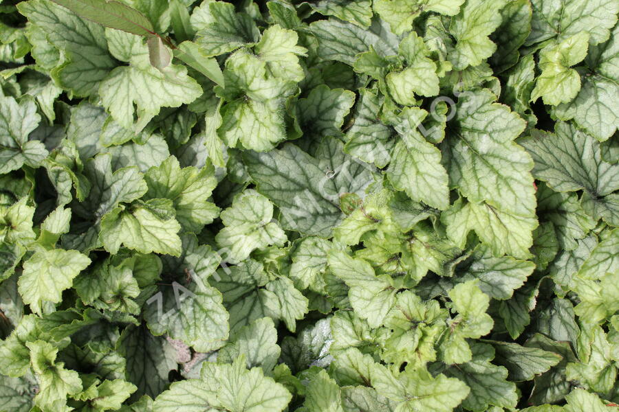 Dlužela 'Blue Ridge' - Heucherella 'Blue Ridge'