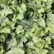 Dlužela 'Blue Ridge' - Heucherella 'Blue Ridge'