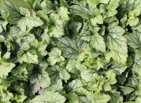 Dlužela 'Blue Ridge' - Heucherella 'Blue Ridge'