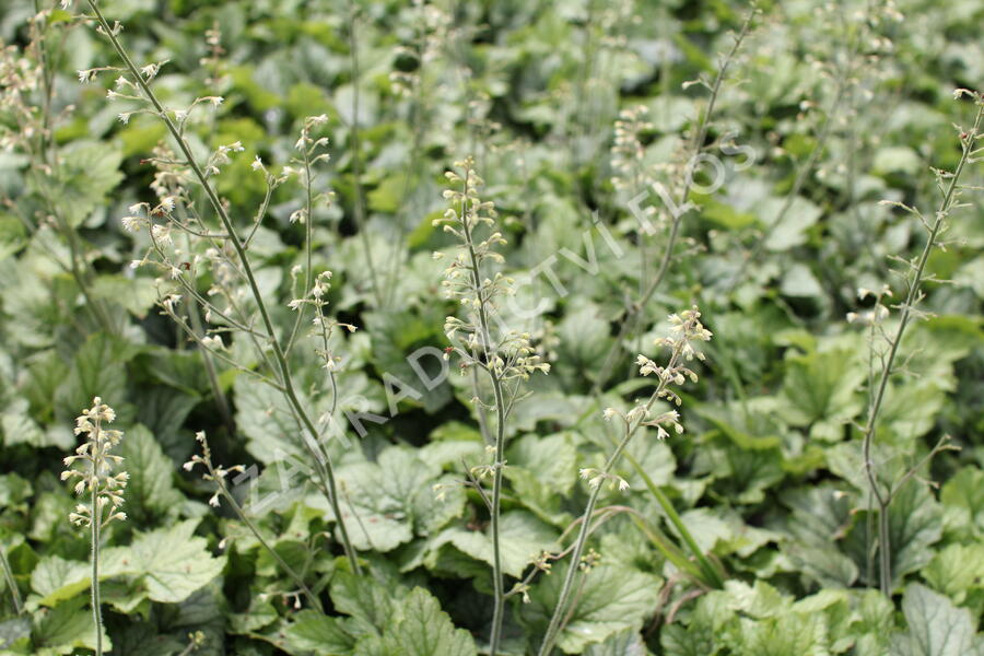 Dlužela 'Blue Ridge' - Heucherella 'Blue Ridge'