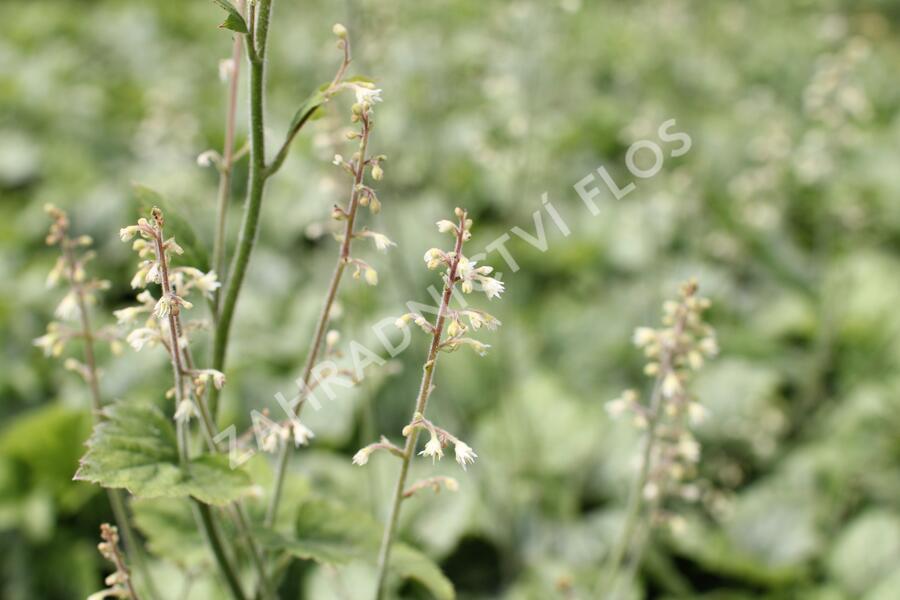 Dlužela 'Blue Ridge' - Heucherella 'Blue Ridge'