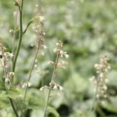 Dlužela 'Blue Ridge' - Heucherella 'Blue Ridge'