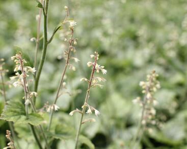 Dlužela 'Blue Ridge'