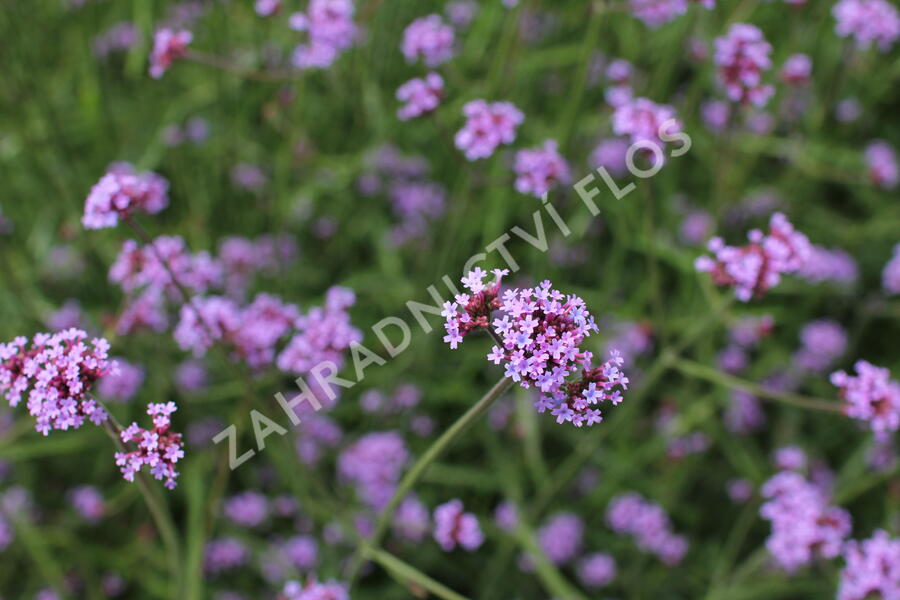 Verbena, sporýš argentinský 'Violetta' - Verbena bonariensis 'Violetta'
