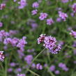Verbena, sporýš argentinský 'Violetta' - Verbena bonariensis 'Violetta'