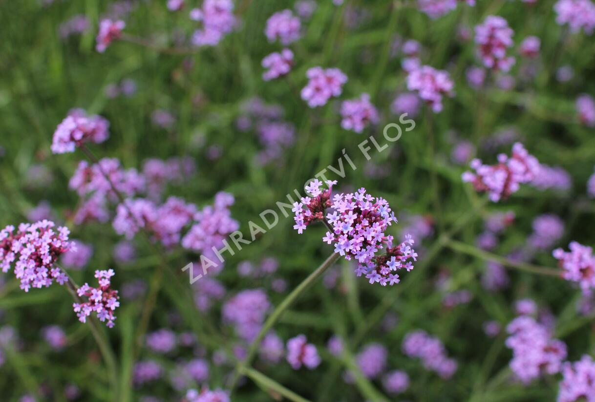 Sporýš argentinský 'Violetta' - Verbena bonariensis 'Violetta'