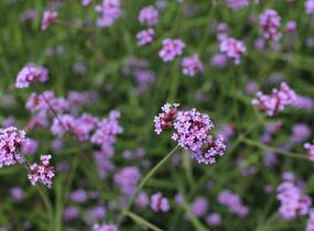 Sporýš argentinský 'Violetta' - Verbena bonariensis 'Violetta'