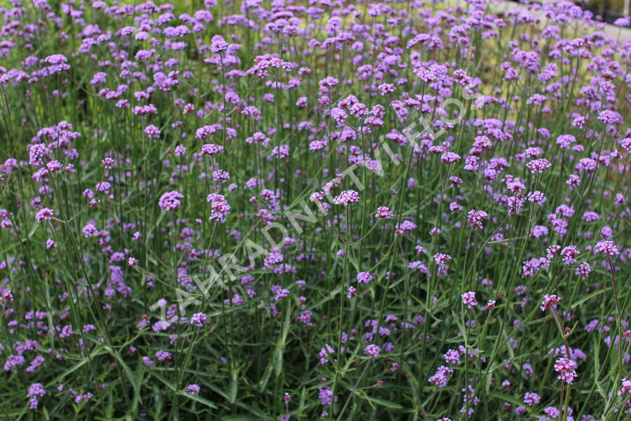 Verbena, sporýš argentinský 'Violetta' - Verbena bonariensis 'Violetta'