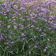 Verbena, sporýš argentinský 'Violetta' - Verbena bonariensis 'Violetta'