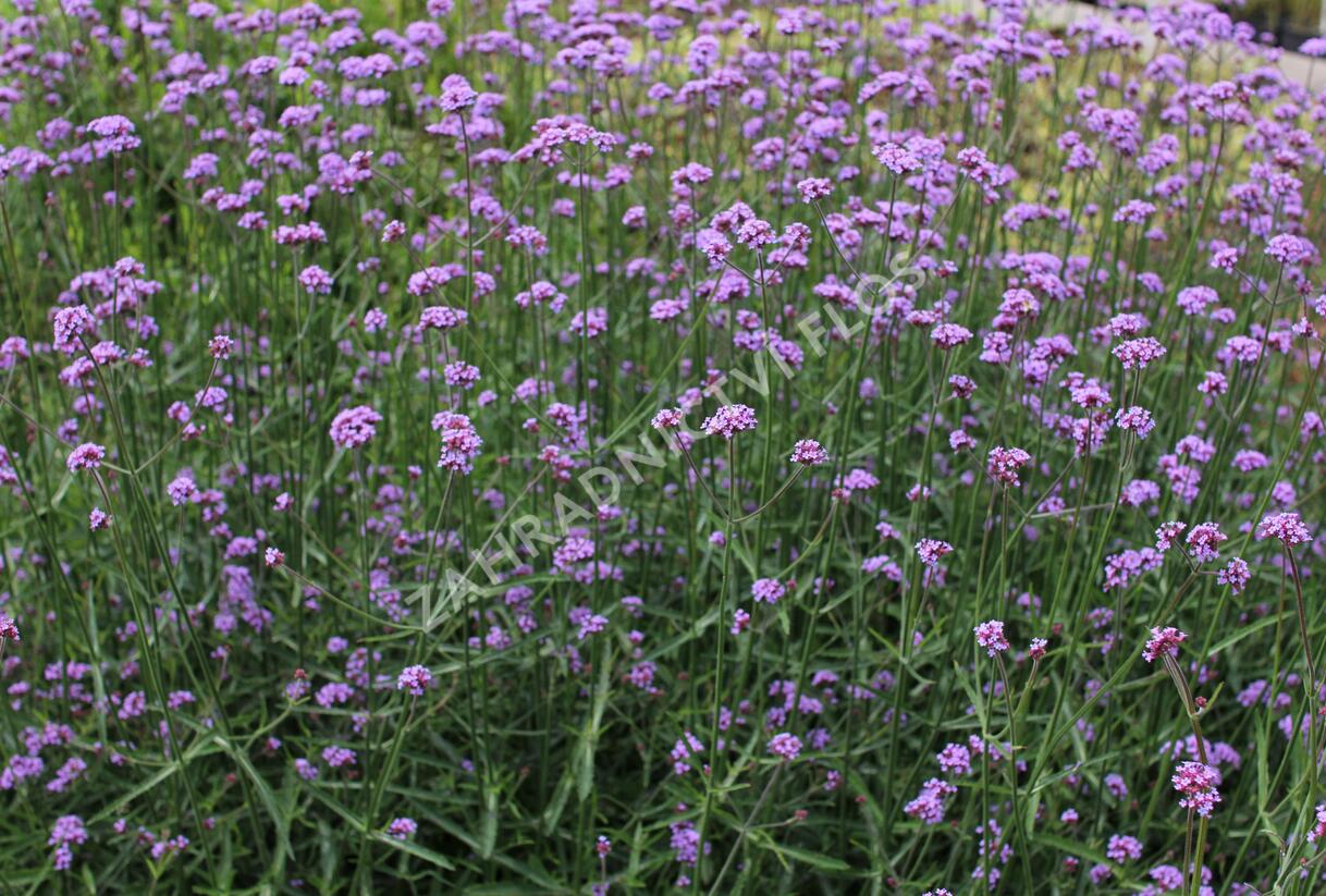 Sporýš argentinský 'Violetta' - Verbena bonariensis 'Violetta'