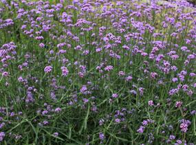 Sporýš argentinský 'Violetta' - Verbena bonariensis 'Violetta'