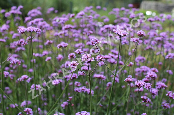 Verbena, sporýš argentinský 'Violetta' - Verbena bonariensis 'Violetta'