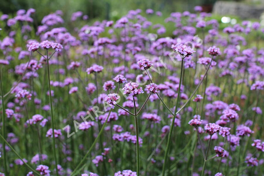 Verbena, sporýš argentinský 'Violetta' - Verbena bonariensis 'Violetta'