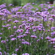 Verbena, sporýš argentinský 'Violetta' - Verbena bonariensis 'Violetta'