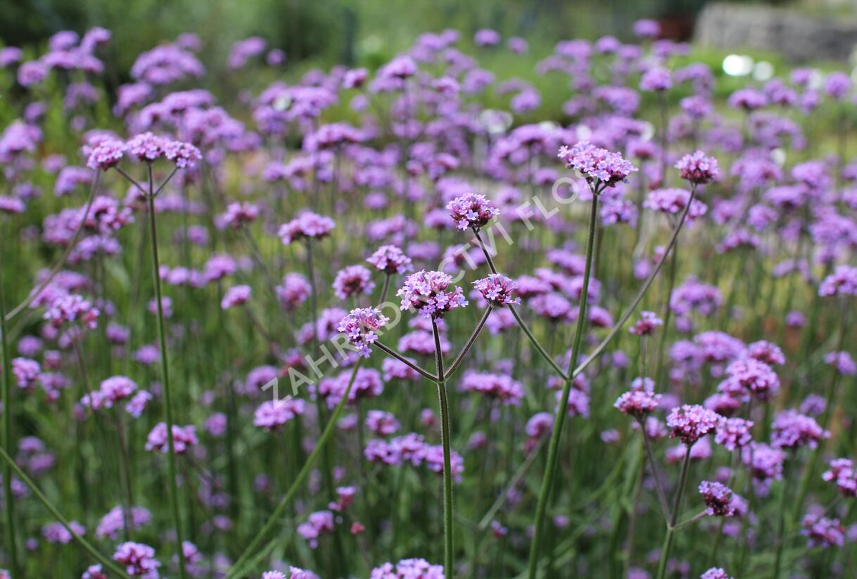 Sporýš argentinský 'Violetta' - Verbena bonariensis 'Violetta'