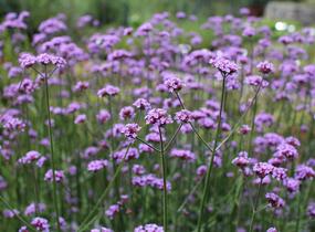 Sporýš argentinský 'Violetta' - Verbena bonariensis 'Violetta'