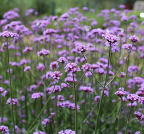Verbena, sporýš argentinský 'Violetta' - Verbena bonariensis 'Violetta'