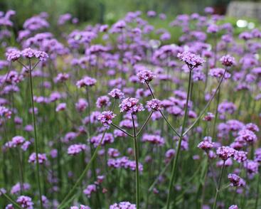 Sporýš argentinský 'Violetta'