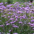 Verbena bonariensis 'Violetta'.JPG