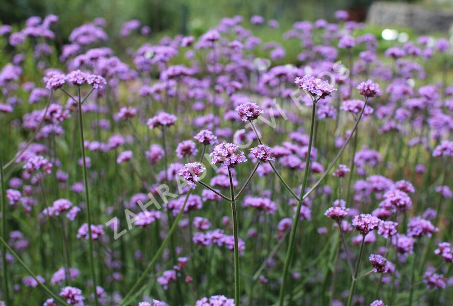 Sporýš argentinský 'Violetta' - Verbena bonariensis 'Violetta'