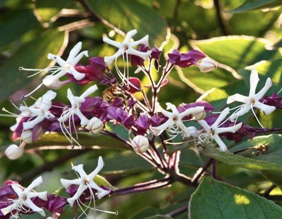 Blahokeř trojmý 'Fargesii' - Clerodendrum trichotomum 'Fargesii'