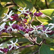 Blahokeř trojmý 'Fargesii' - Clerodendrum trichotomum 'Fargesii'