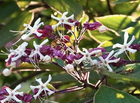 Blahokeř trojmý 'Fargesii' - Clerodendrum trichotomum 'Fargesii'