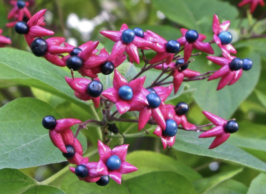 Blahokeř trojmý 'Fargesii' - Clerodendrum trichotomum 'Fargesii'