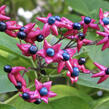Blahokeř trojmý 'Fargesii' - Clerodendrum trichotomum 'Fargesii'
