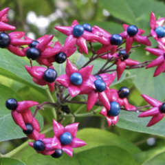 Blahokeř trojmý 'Fargesii' - Clerodendrum trichotomum 'Fargesii'
