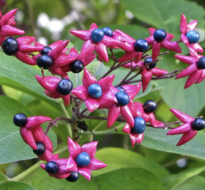 Blahokeř trojmý 'Fargesii' - Clerodendrum trichotomum 'Fargesii'
