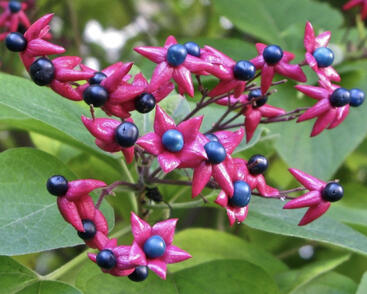 Blahokeř trojmý 'Fargesii'