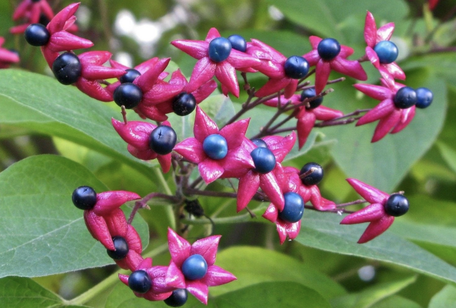 Blahokeř trojmý 'Fargesii' - Clerodendrum trichotomum 'Fargesii'