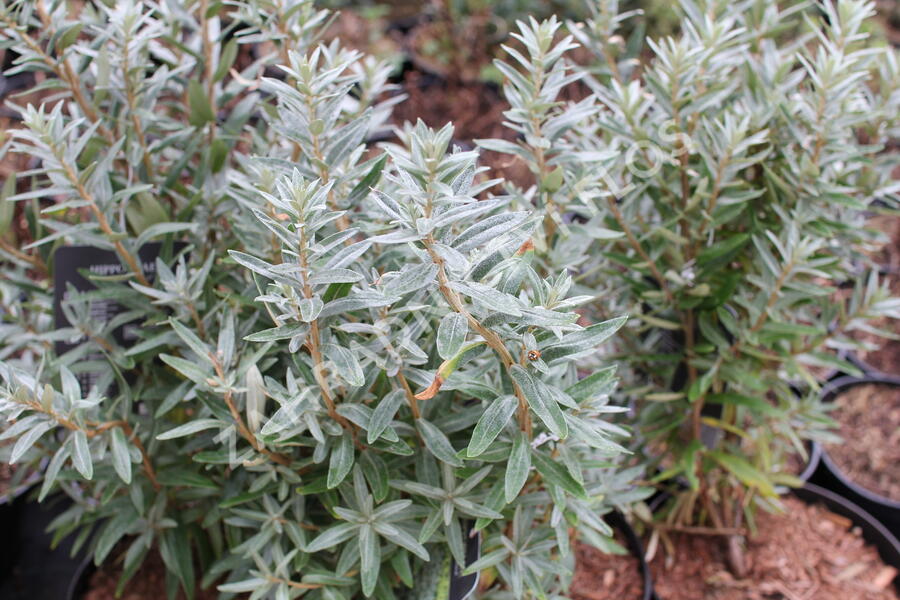 Rakytník řešetlákový - samčí 'Hikul' - Hippophae rhamnoides 'Hikul'