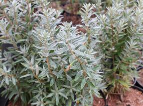 Rakytník řešetlákový samčí 'Hikul' - Hippophae rhamnoides 'Hikul'