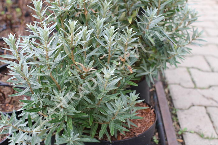 Rakytník řešetlákový - samčí 'Hikul' - Hippophae rhamnoides 'Hikul'