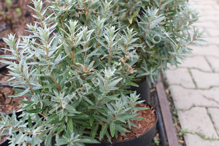 Rakytník řešetlákový - samčí 'Hikul' - Hippophae rhamnoides 'Hikul'