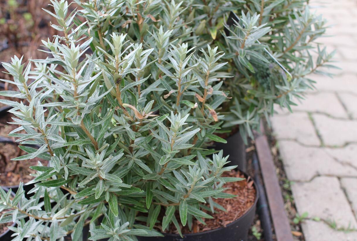 Rakytník řešetlákový samčí 'Hikul' - Hippophae rhamnoides 'Hikul'