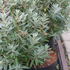 Rakytník řešetlákový - samčí 'Hikul' - Hippophae rhamnoides 'Hikul'