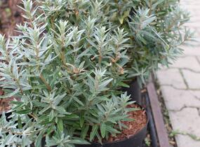 Rakytník řešetlákový samčí 'Hikul' - Hippophae rhamnoides 'Hikul'