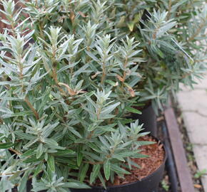 Rakytník řešetlákový - samčí 'Hikul' - Hippophae rhamnoides 'Hikul'