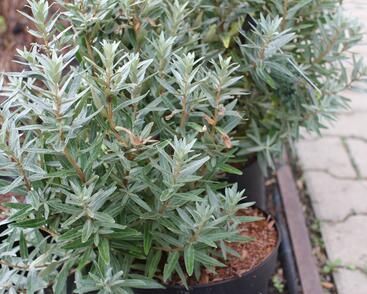 Rakytník řešetlákový samčí 'Hikul'