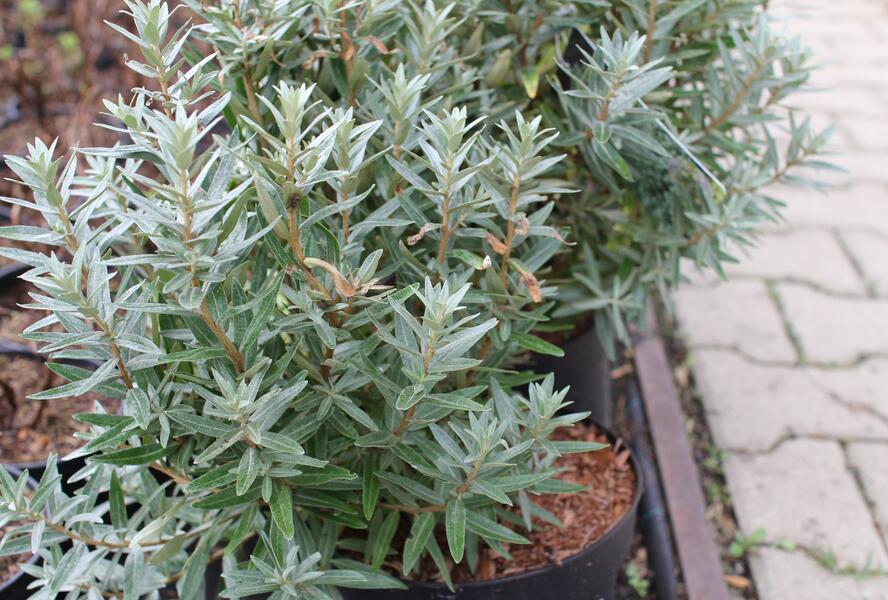 Rakytník řešetlákový samčí 'Hikul' - Hippophae rhamnoides 'Hikul'