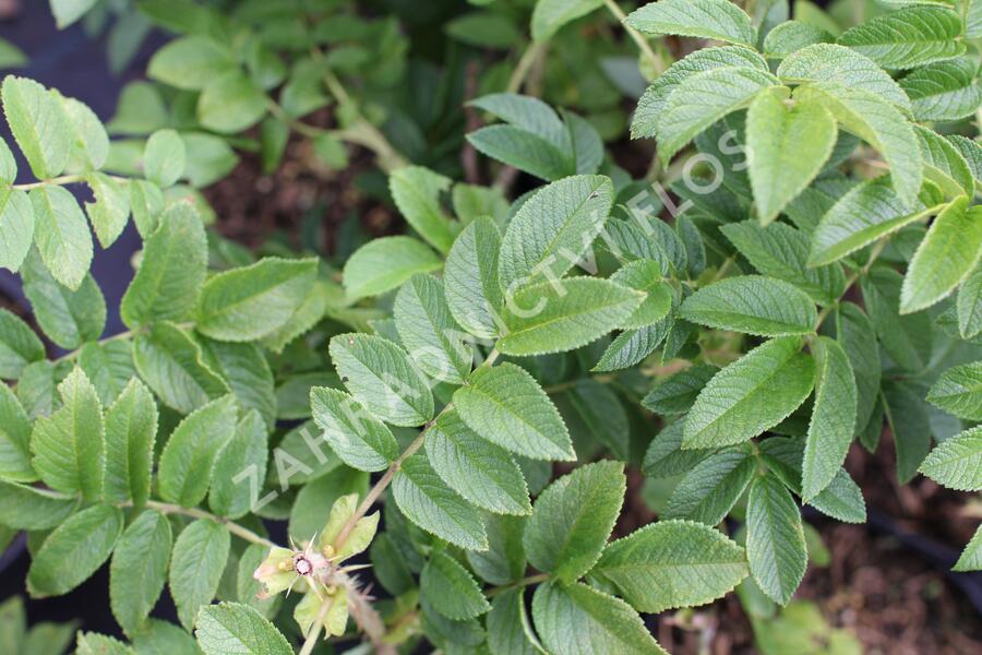 Růže svraskalá 'Purple Roadrunner' - Rosa rugosa 'Purple Roadrunner'